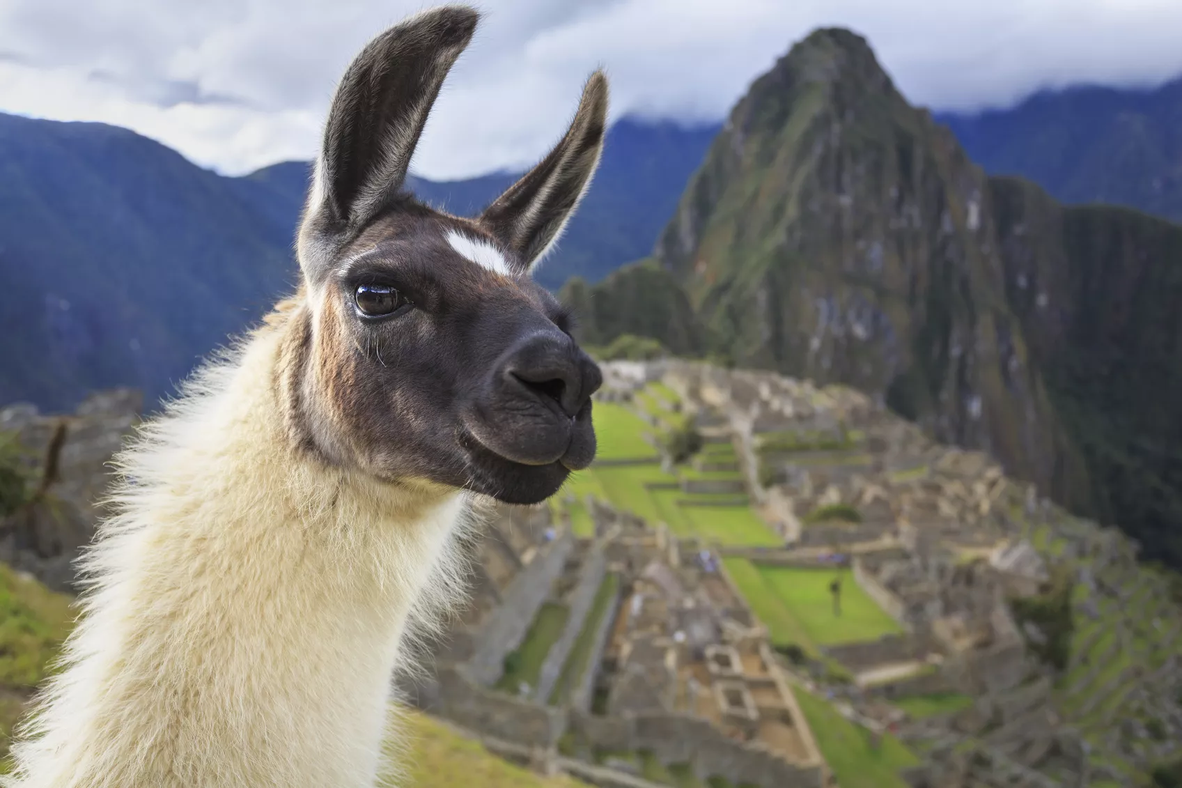 A llama in front of mountains