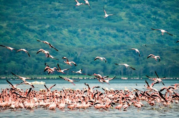 Flamingos flying over lake