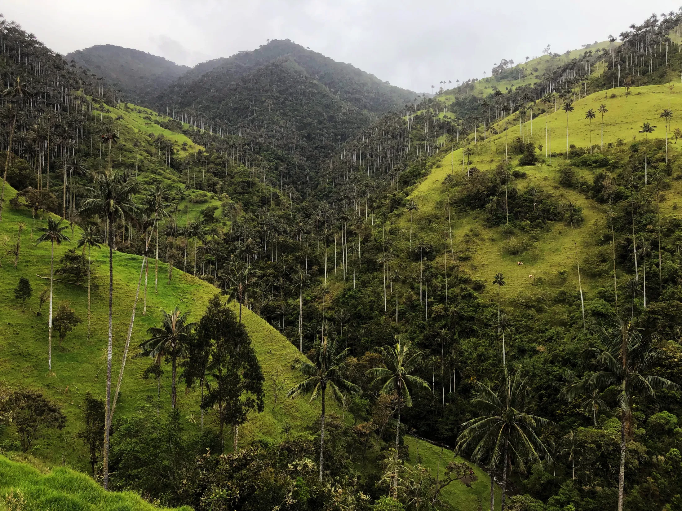 Forested hills and mountains in the jungle