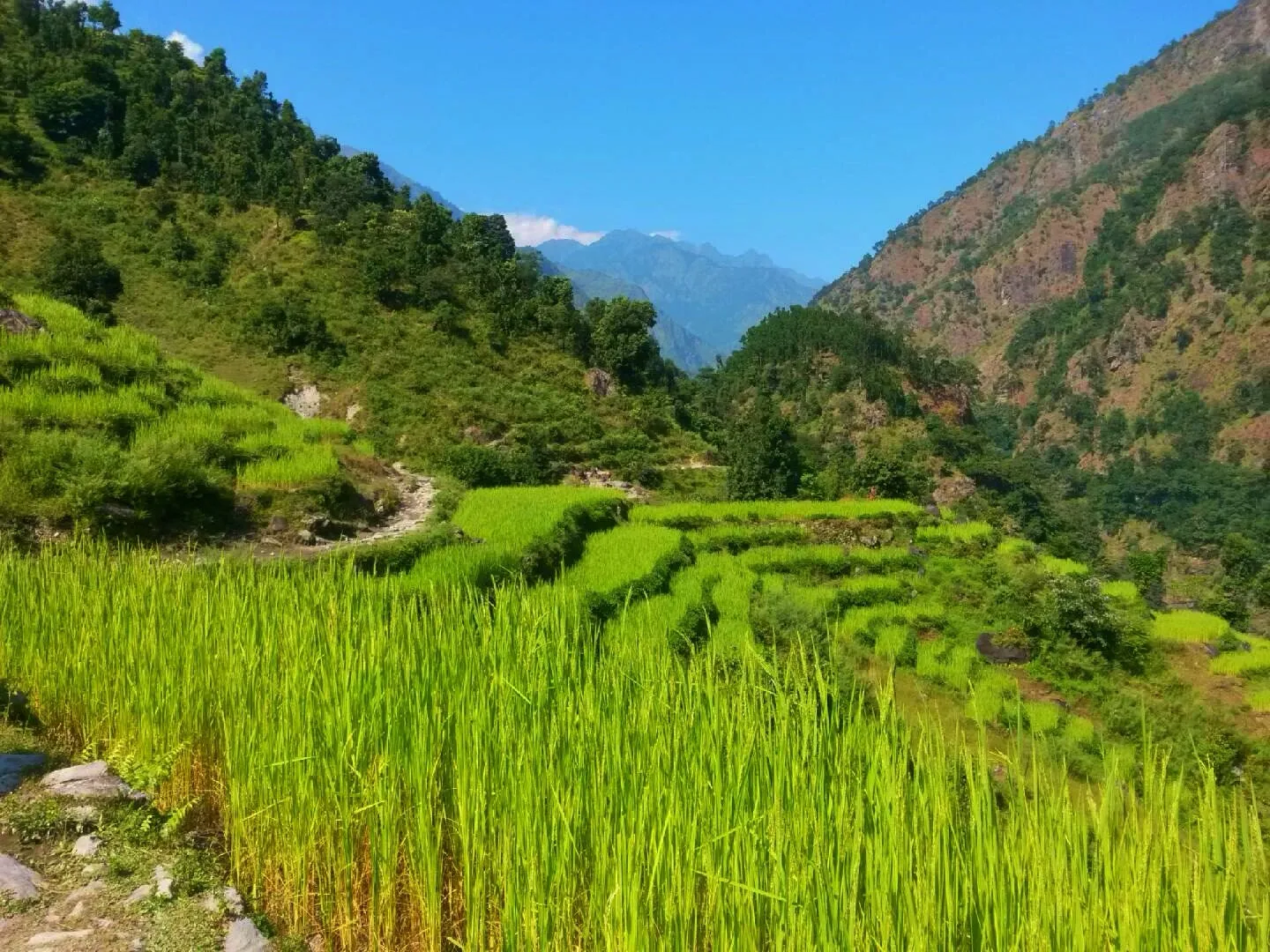Vibrant green terraced rice fields cascade down a mountainside under a bright blue sky.