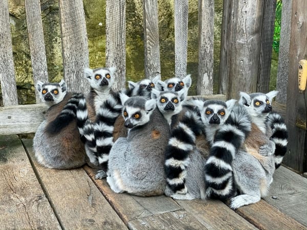 A group of ring-tailed lemurs huddle closely together on a wooden platform in front of a wooden fence, all staring in the same direction.