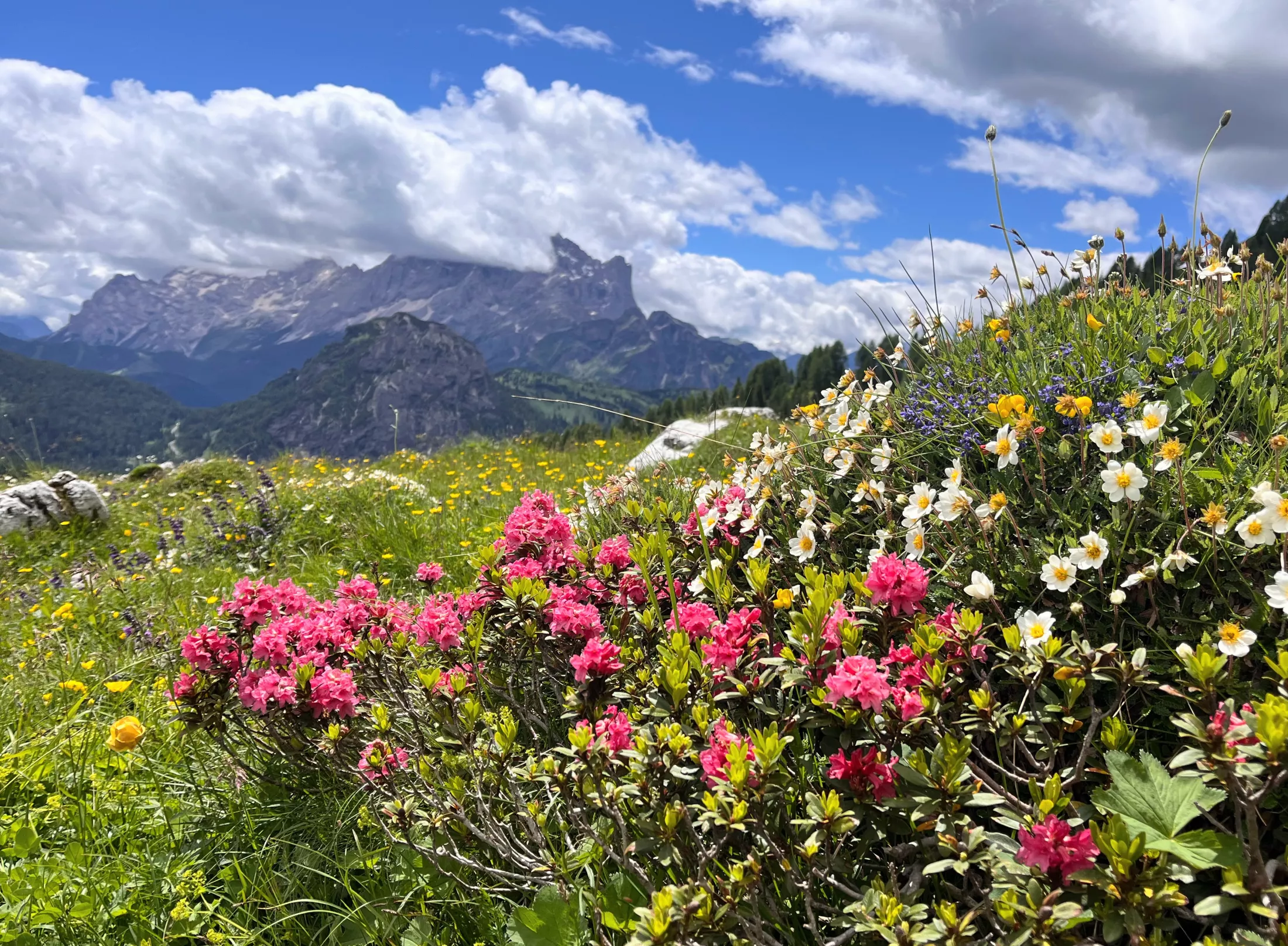 Flowers in mountains