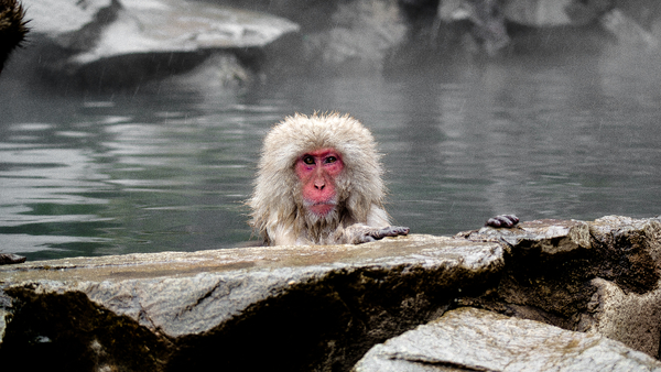 A Japanese snow monkey sitting in an onsen, holding its hands on a stone edge.