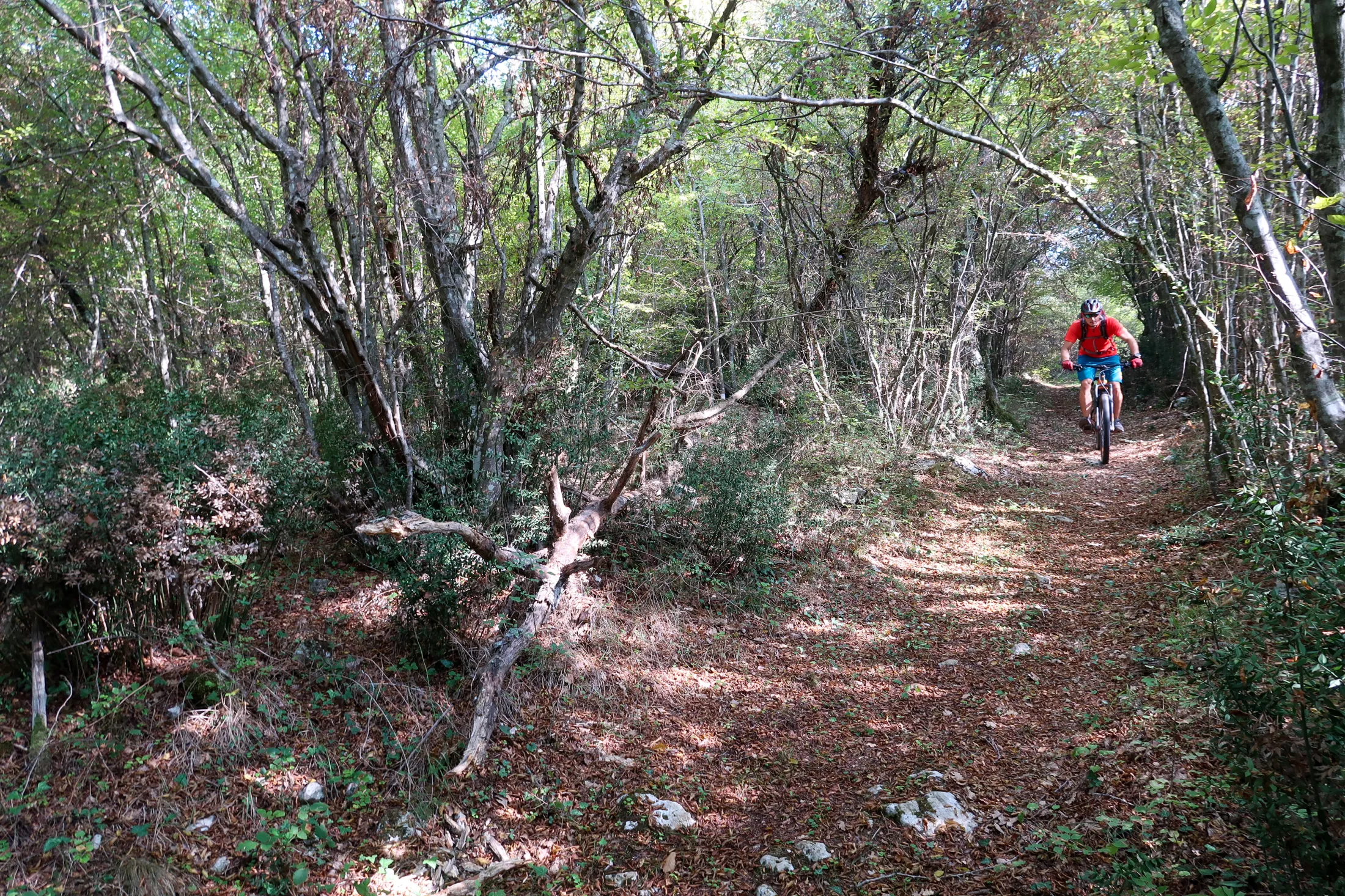 A mountain biker riding through a dense forest trail.