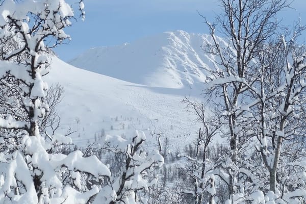 Snow-covered mountain peak viewed through snow-laden trees under a bright sky.