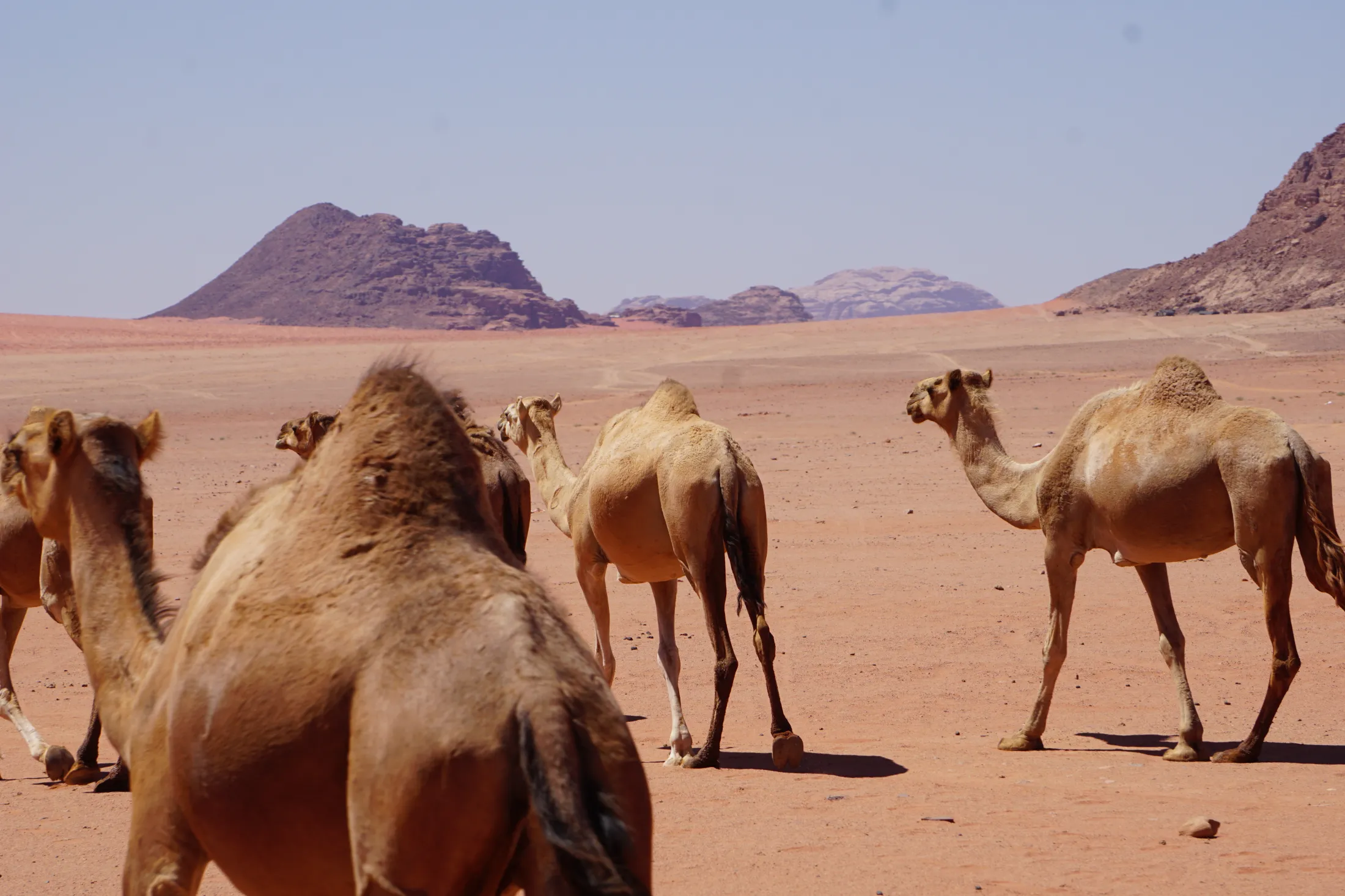 A herd of camels walking across a wide, reddish desert landscape with low mountains in the background.
