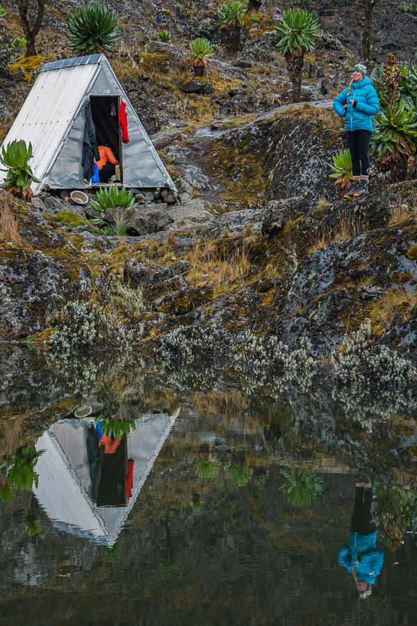 A small, A-frame mountain shelter and a hiker in a blue jacket are perfectly reflected in the calm surface of an alpine tarn surrounded by giant groundsels.