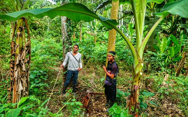 Two men stand conversing in a lush tropical jungle surrounded by large banana palms and dense green vegetation.