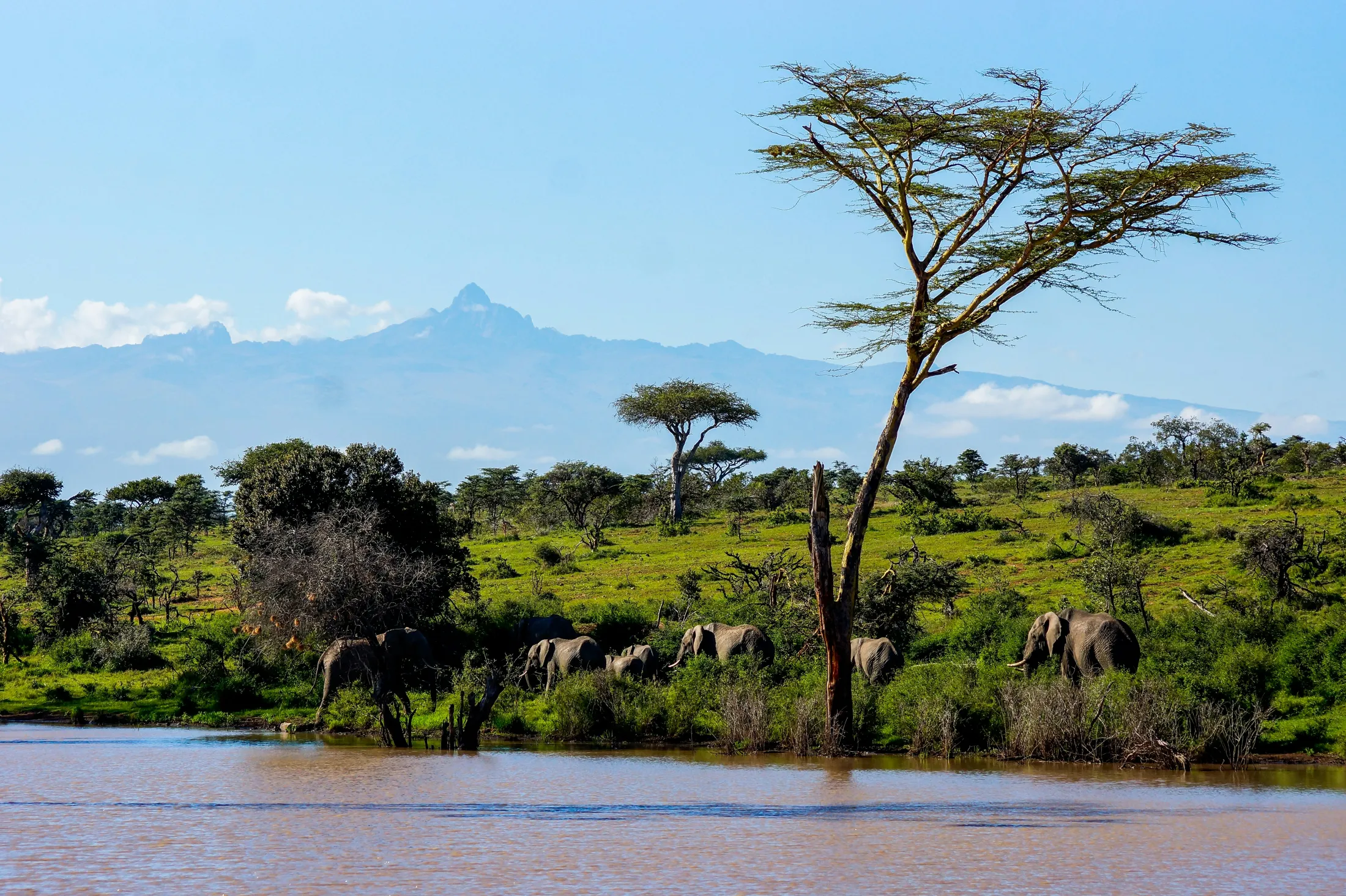 A herd of elephants gathers near a muddy watering hole in a lush green landscape, with acacia trees and the distant peak of Mount Kenya visible under a clear sky.