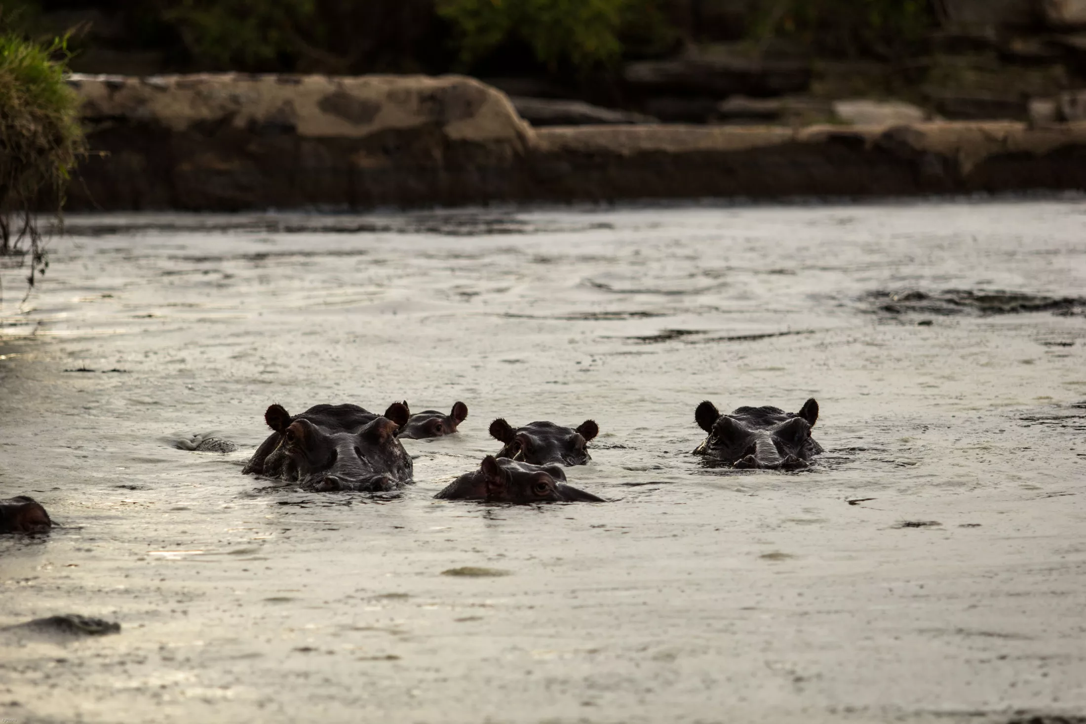 Hippos in the water