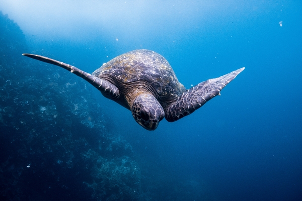 A sea turtle swims downwards through clear blue ocean water near a dark underwater rock formation.