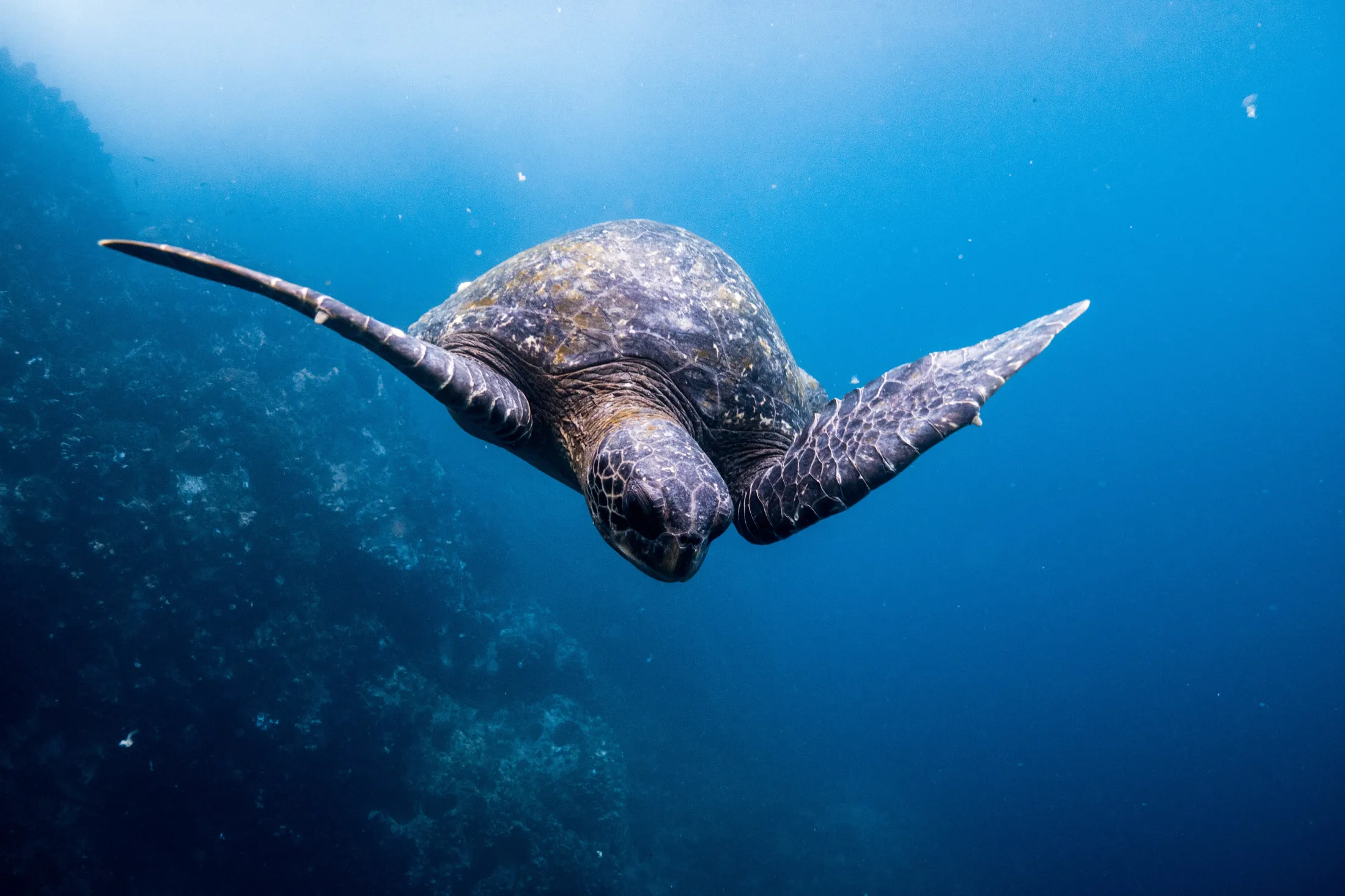 A sea turtle swimming in deep blue water near a reef.