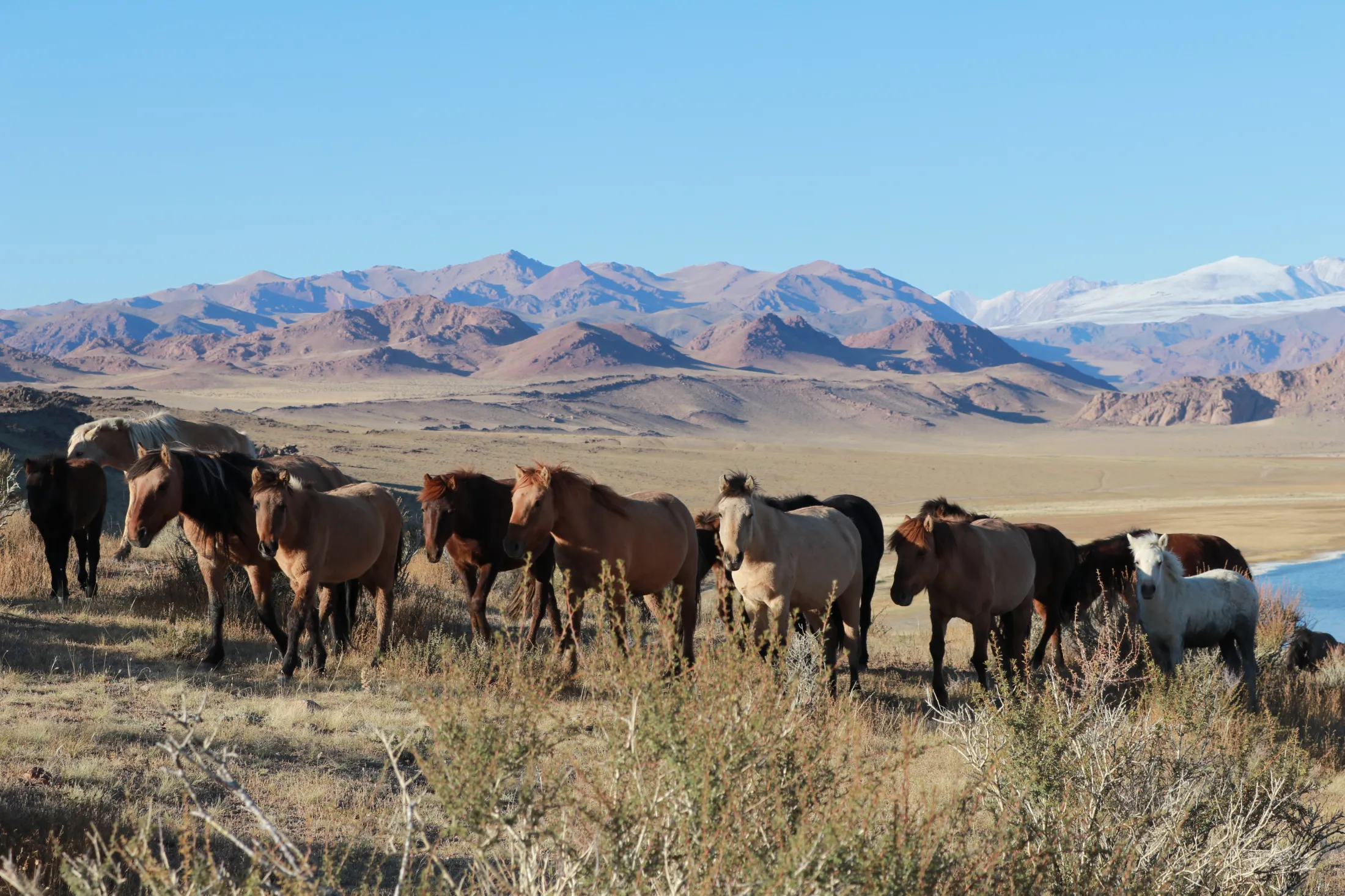 A herd of horses stands in a dry, grassy field with a vast desert landscape and rolling reddish-brown mountains stretching into the distance under a clear blue sky.