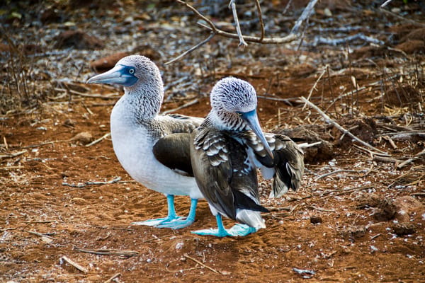 Two blue-footed boobies with bright blue webbed feet stand close together on a reddish dirt ground.
