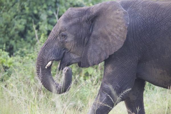 A close-up profile view of an African elephant walking through tall green grass, with its trunk curled slightly upward near its mouth.