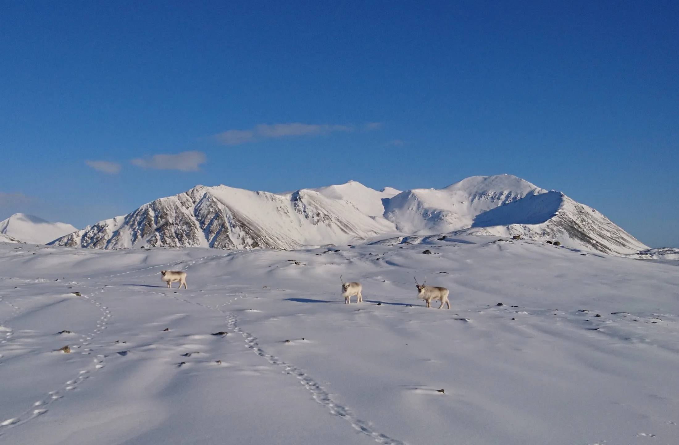 Reindeer on a snowy landscape with mountains in the background.