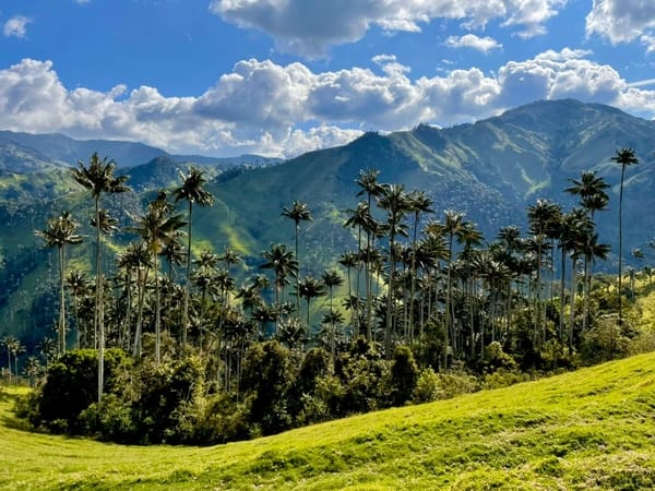 Tall wax palms in a lush green valley with rolling hills and blue skies with clouds.