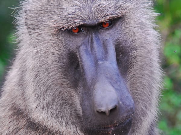 Close-up portrait of a baboon with grey fur and a dark, elongated snout.