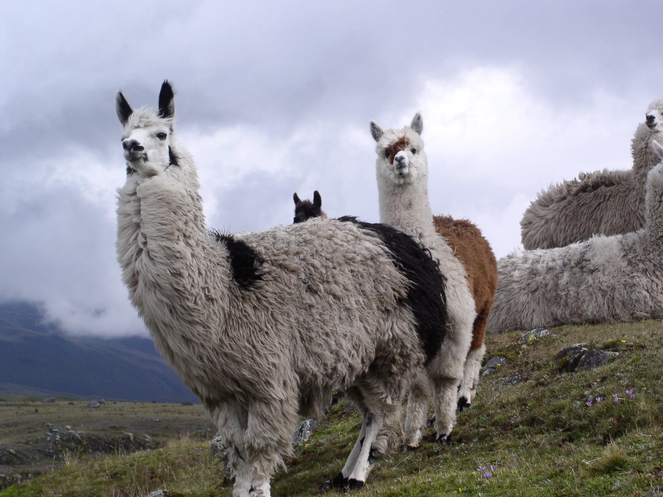 A group of llamas standing on a grassy hillside under a cloudy sky.