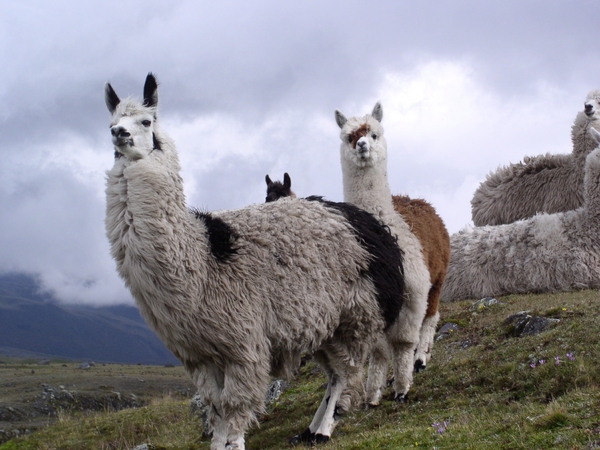 A group of llamas standing on a grassy hillside under a cloudy sky.
