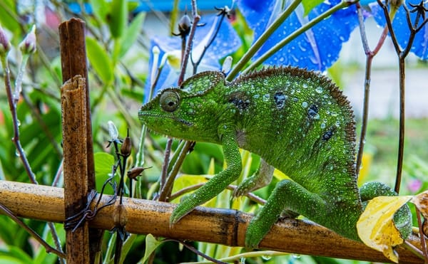 A bright green chameleon covered in water droplets climbs along a bamboo fence among lush plants and vibrant blue flowers.