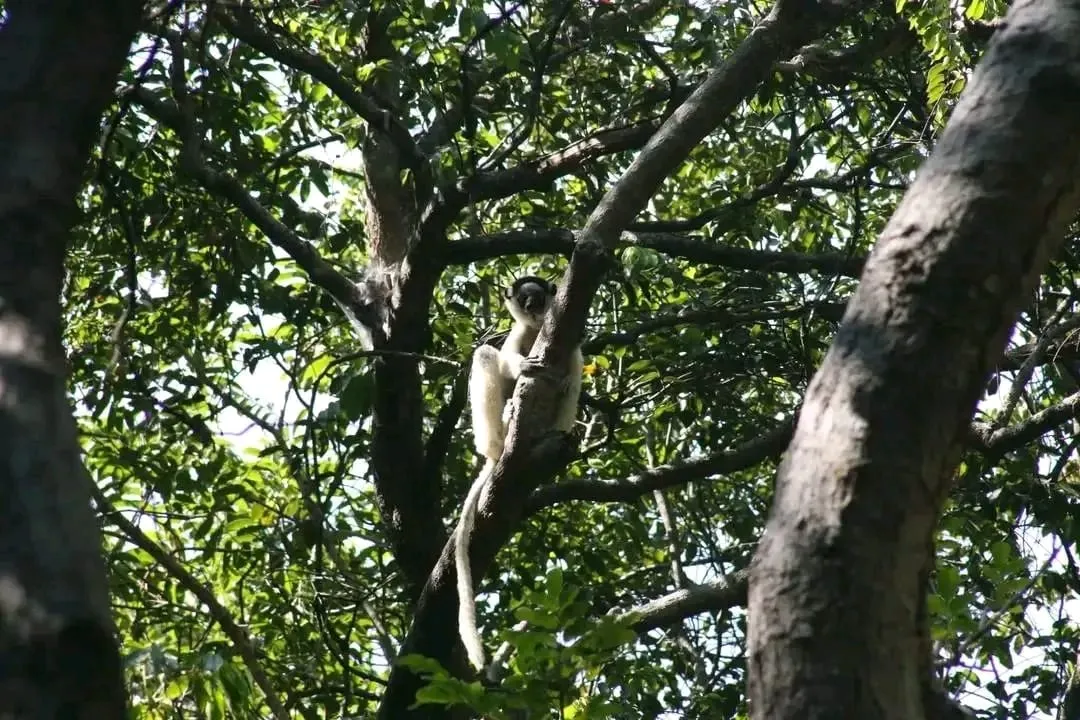 A white lemur with a dark face perches in the fork of a tree branch surrounded by dense green foliage.