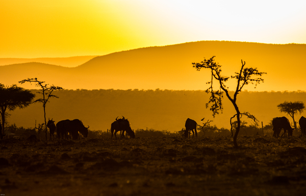Silhouettes of wildebeests graze on the open savanna against a vibrant golden sunset and rolling hills.