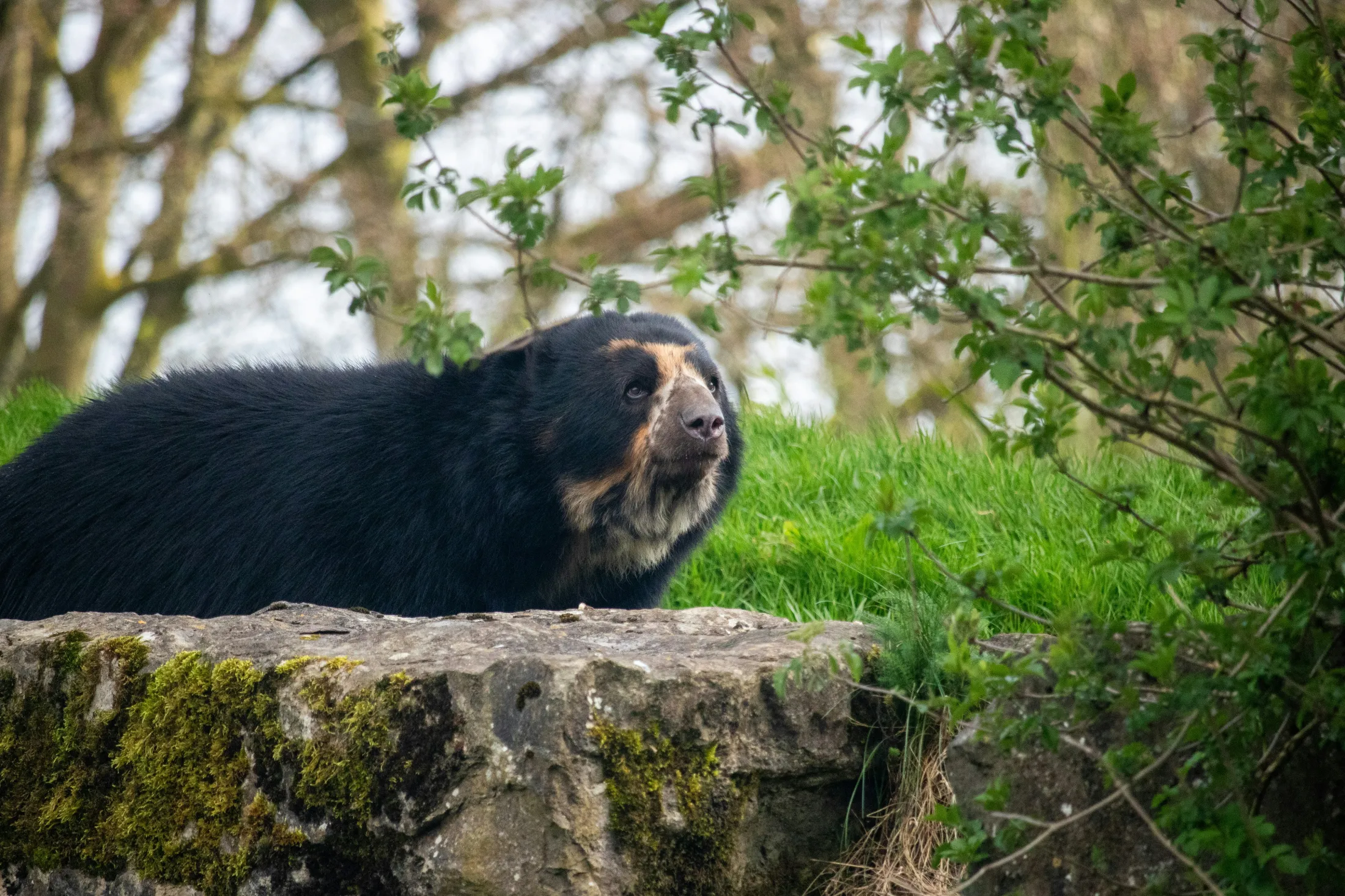 Ecuadorian spotted bear