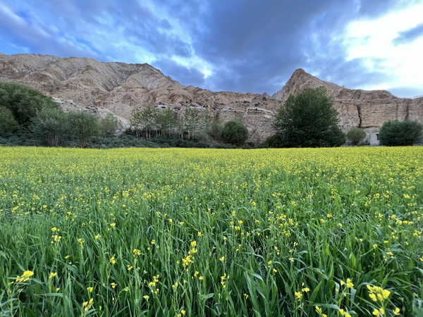 A vibrant field of green crops and yellow wildflowers blooms in a valley at the base of steep, rugged mountains under a dramatic, cloudy sky.