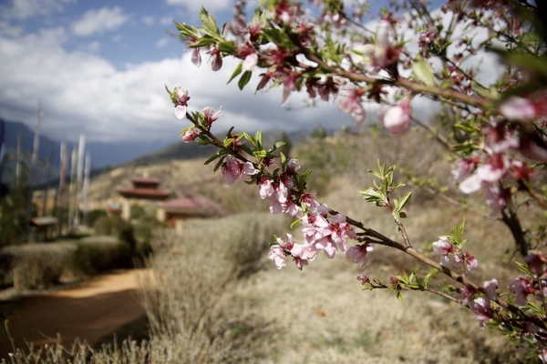 Close-up of pink cherry blossoms in bloom with a blurred background of a traditional Bhutanese building and mountains.
