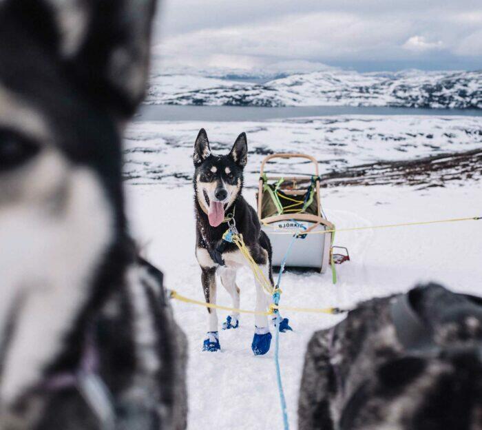 Dogsledding in Alta. Photo: Trasti og Trine