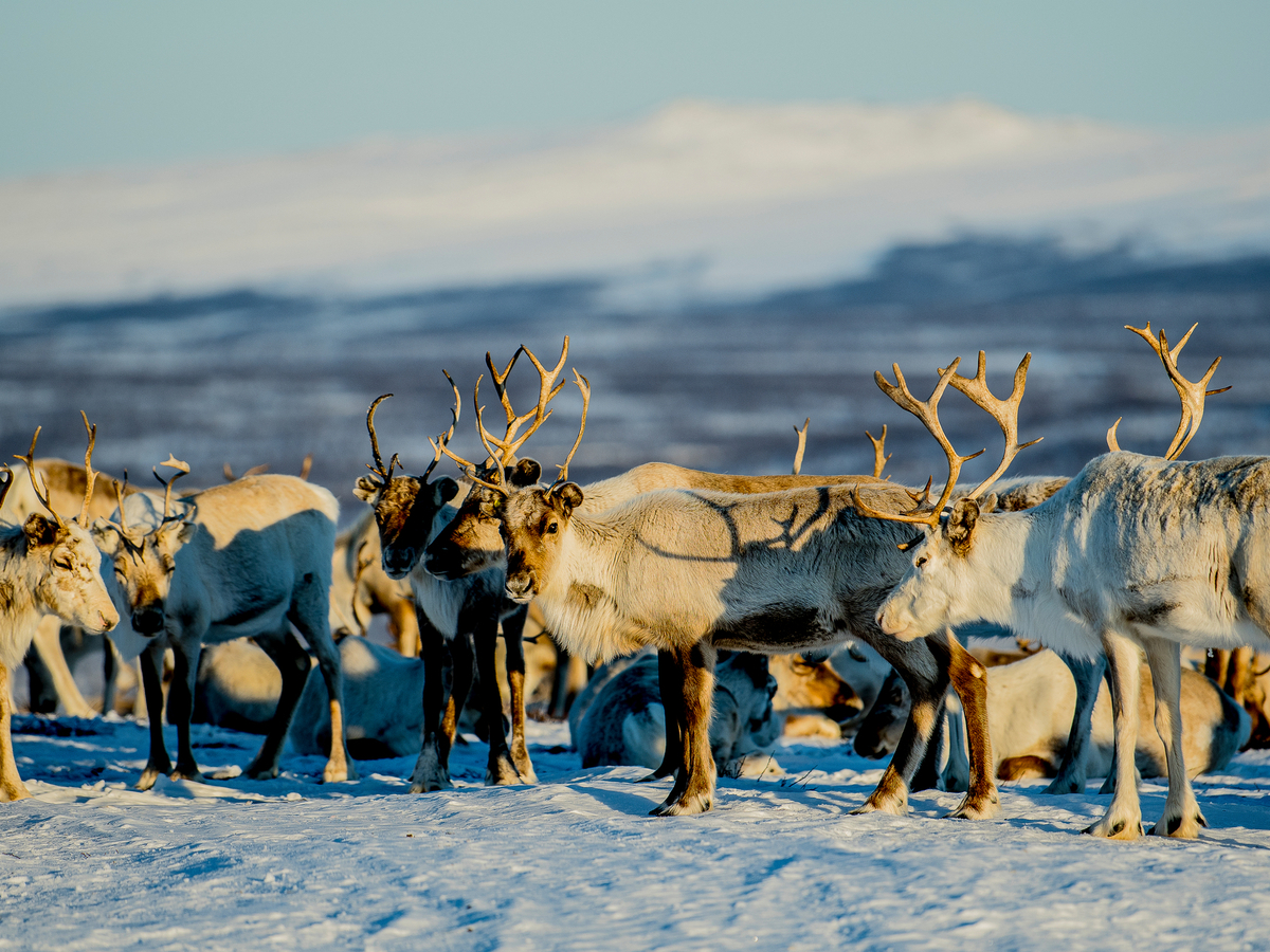<p>Reindeer migration - Thomas Rasmus Skaug - VisitNorway.com</p>