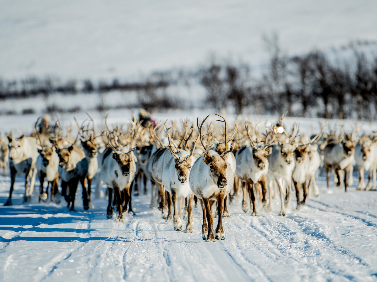 <p>Reindeer migration - Thomas Rasmus Skaug - VisitNorway.com</p>