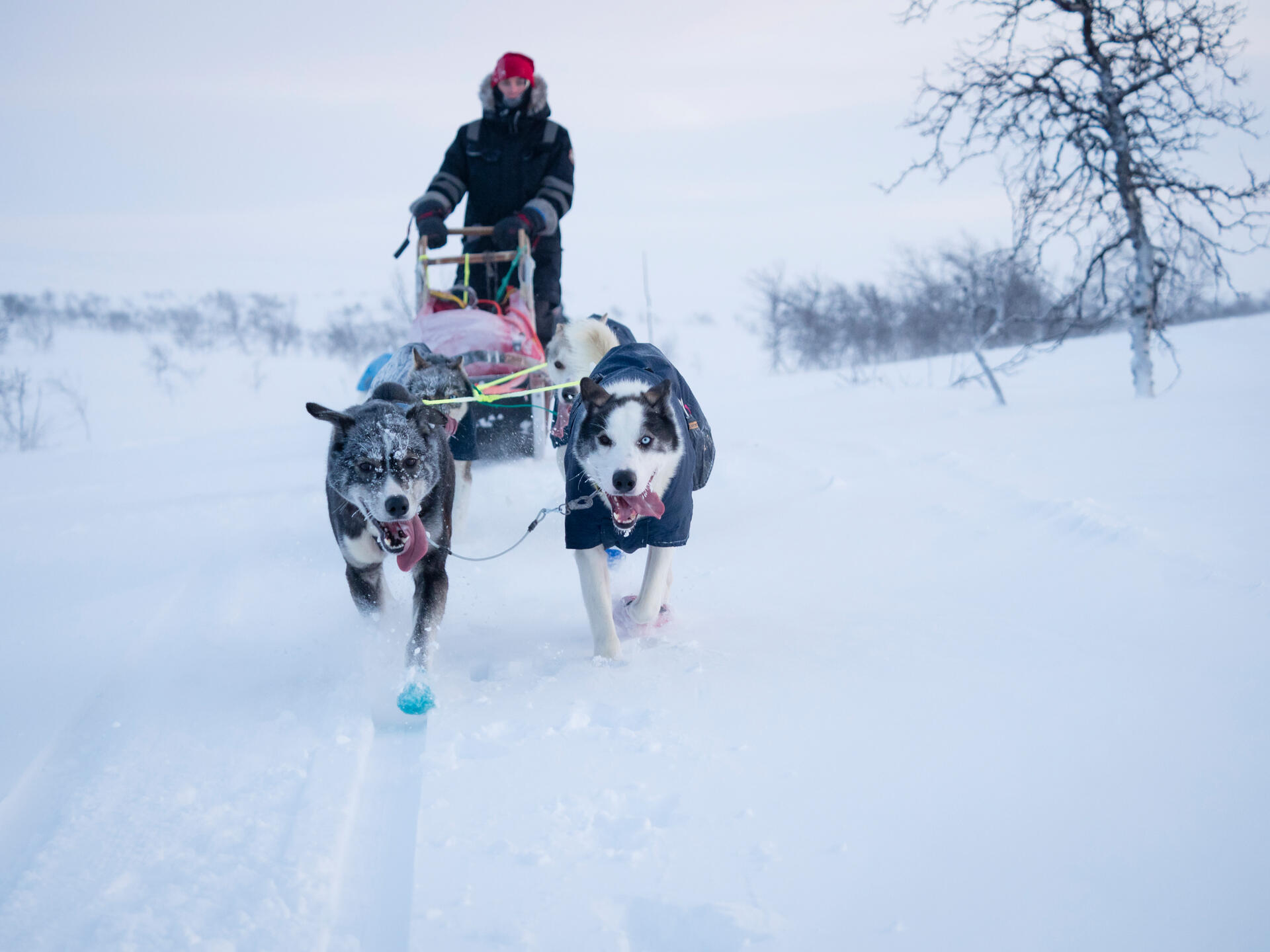 DogSleddingInAlta@KristinFolslanOlsen - VisitNorway