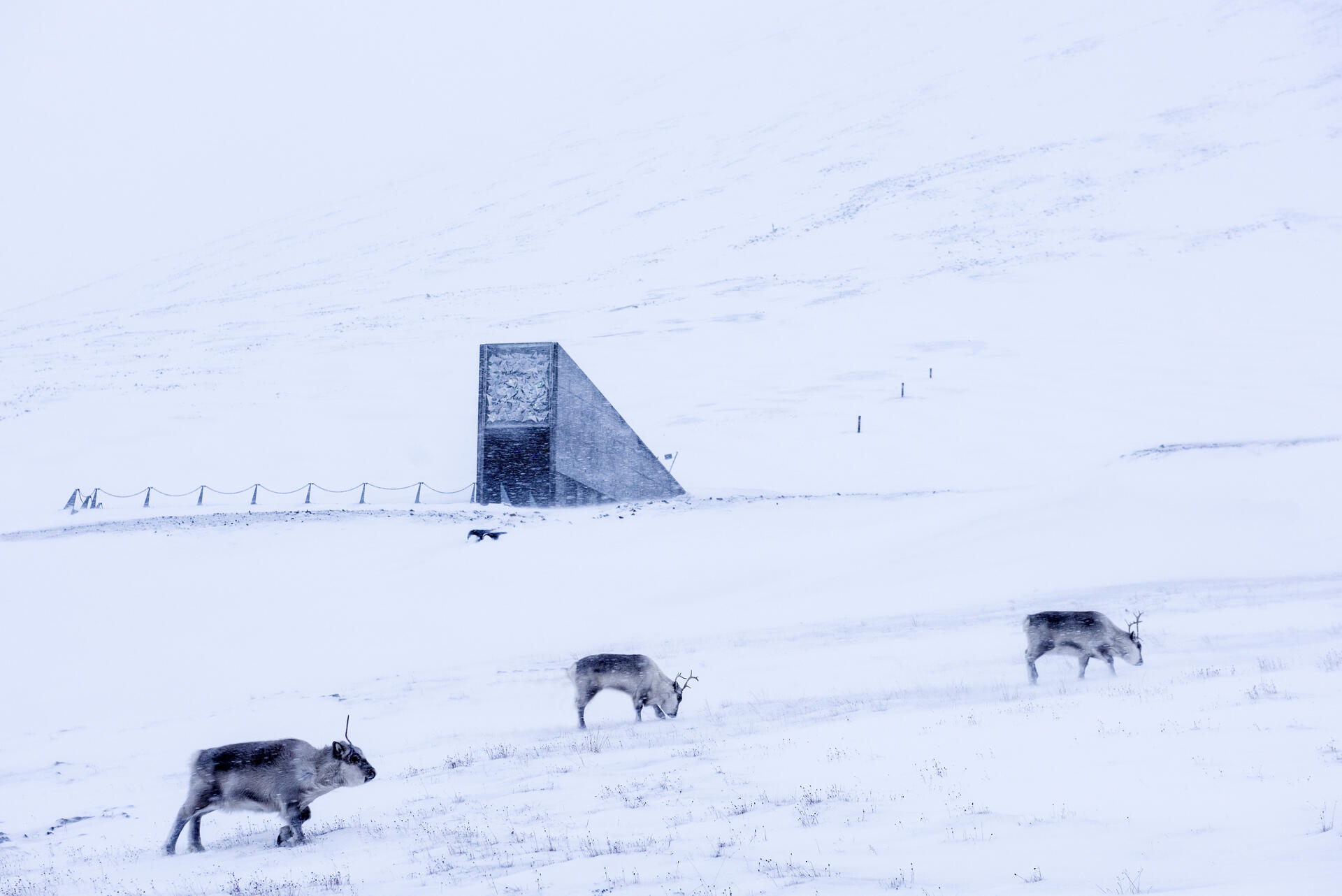 ReindeerSeedVault@Renato Granieri - Visit Norway