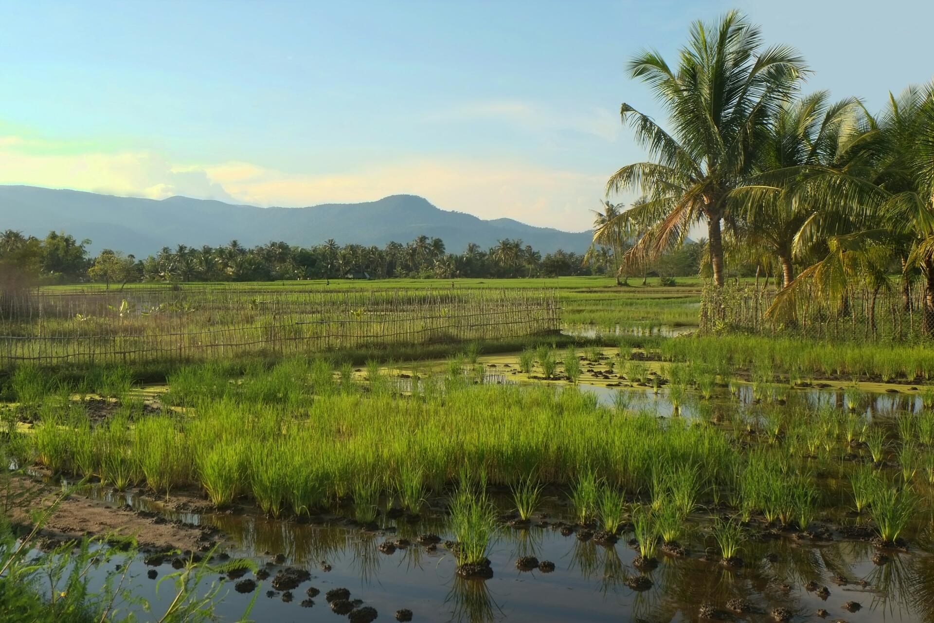 Cambodia-2025@boudewijn-huysmans-unsplash