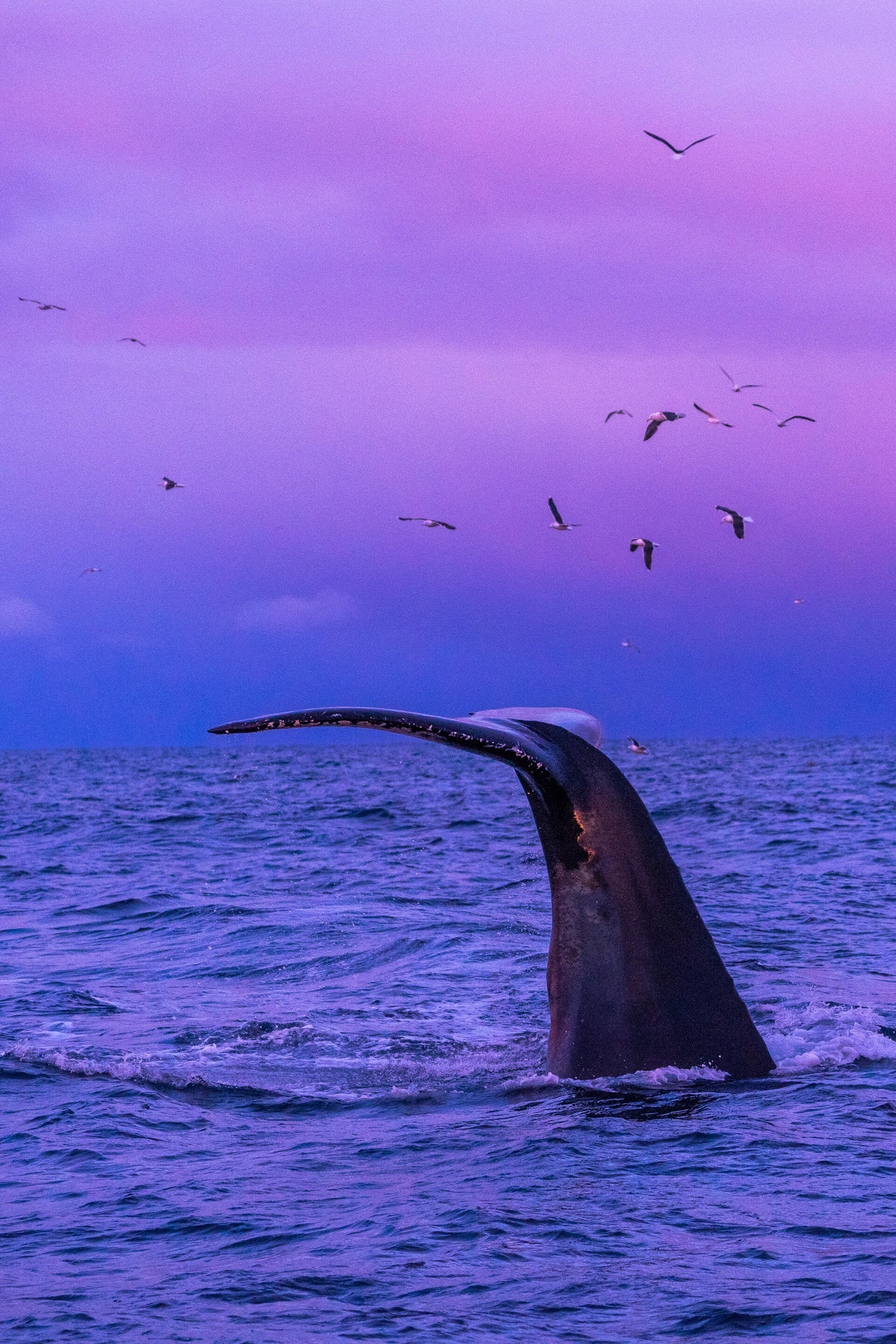 Whale tale in pink _Ismaele Tortella - Visit Norway