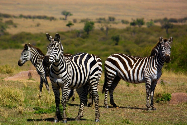 Three zebras in the Savannah