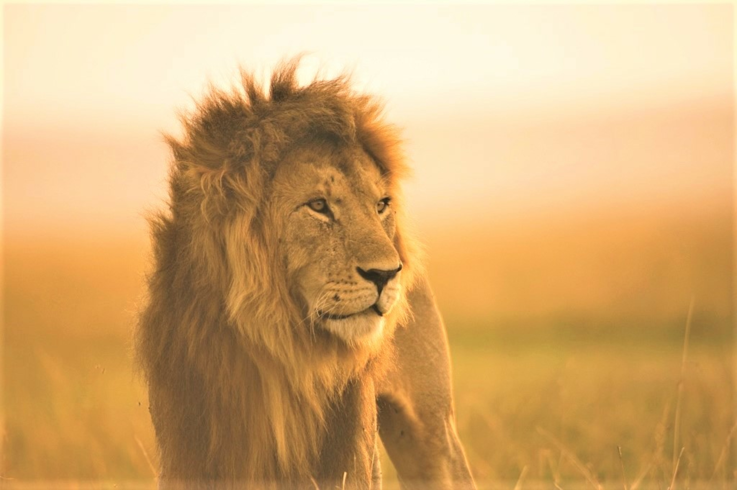 Profile photo of a lion in the savanna