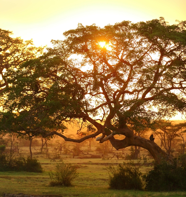 Sunset behind a tree in the Savannah
