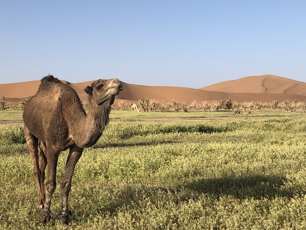 Camel enjoying food in a green field in the desert