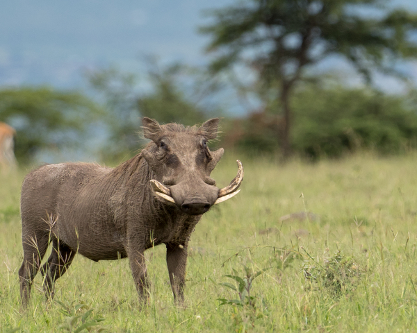 Wildebeest in the Savannah