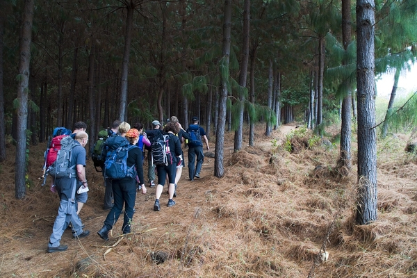 People hiking in a forest