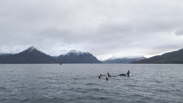 Orcas and a sailboat and mountains