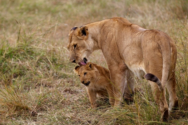 Lion licking her cub in the Savannah