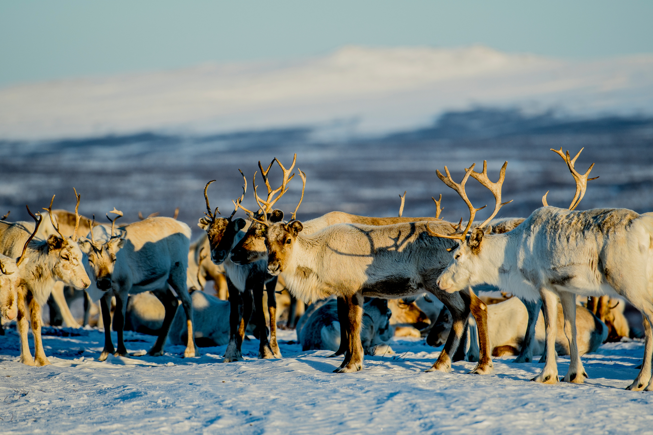 Reindeer on a plateau in the winter