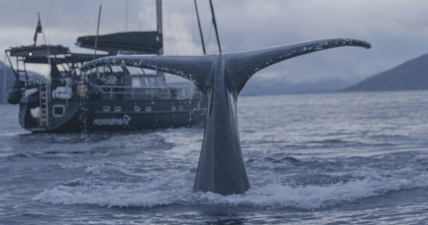 Whale fin in front of sail boat