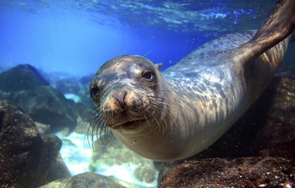 Galapagos and the Amazon