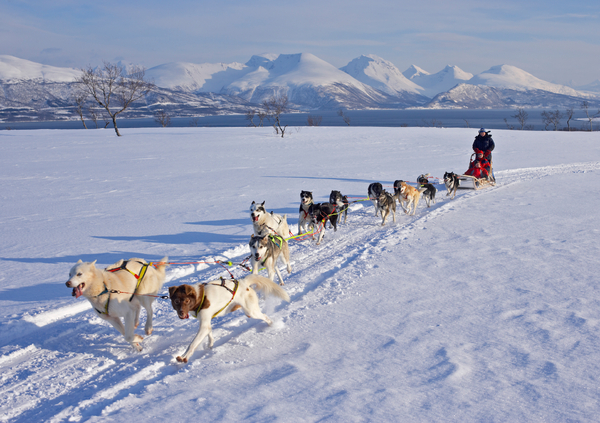 Dog sledding with mountains and ocean behind