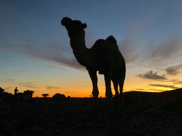 A camel in the sunset in the desert